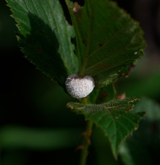 Neolasioptera farinosa