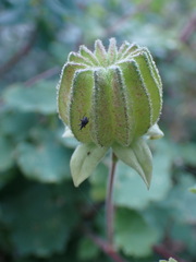 Abutilon sonneratianum