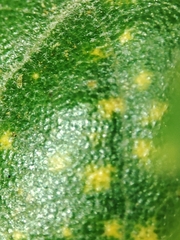 Phylloxera quercus
