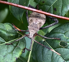 Acanthocephala terminalis