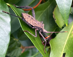 Acanthocephala terminalis