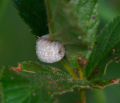 Neolasioptera farinosa