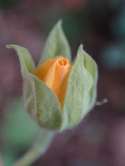 Abutilon sonneratianum