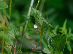 Neolasioptera farinosa