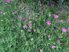 Carpobrotus deliciosus