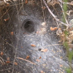 Agelena labyrinthica