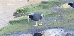 Fulica rufifrons