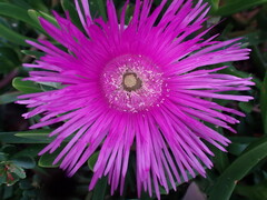 Carpobrotus deliciosus
