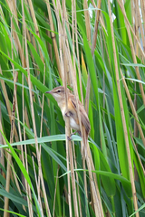Acrocephalus arundinaceus