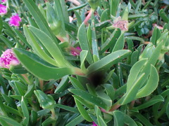 Carpobrotus deliciosus