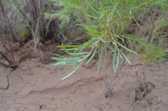 Salix exigua