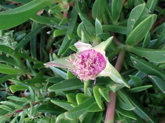 Carpobrotus deliciosus