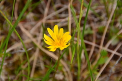 Microseris