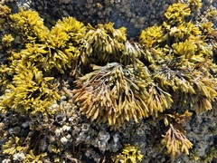 Pelvetiopsis limitata