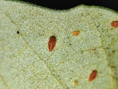 Phylloxera quercus