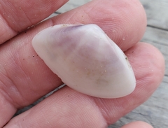 Iphigenia brasiliensis