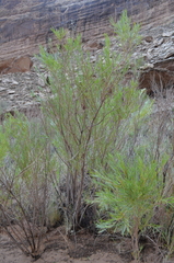 Salix exigua