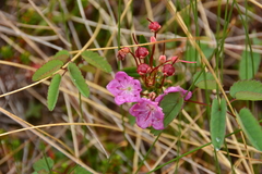 Kalmia microphylla