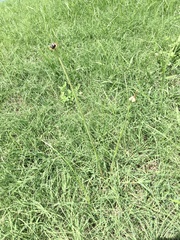Zephyranthes chlorosolen