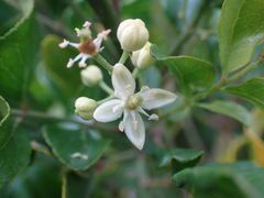 Clausena anisata