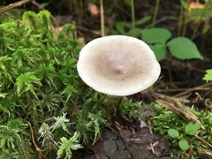 Lactarius cinereus
