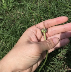Zephyranthes chlorosolen