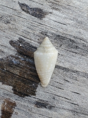 Conasprella stearnsii