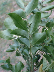 Clausena anisata