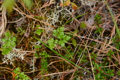 Coptis aspleniifolia