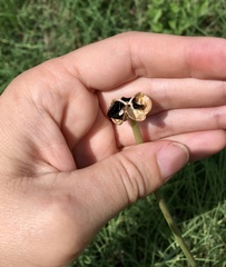 Zephyranthes chlorosolen