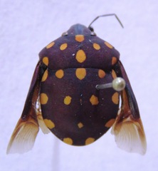 Pachycoris