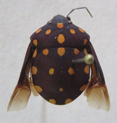 Pachycoris