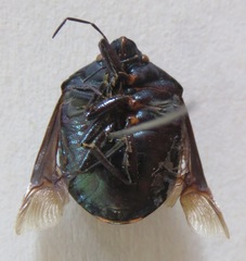 Pachycoris