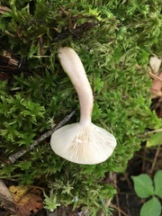 Lactarius cinereus
