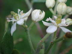 Clausena anisata