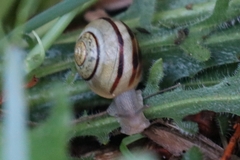 Cepaea