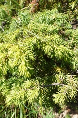 Juniperus communis