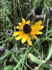 Rudbeckia