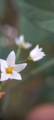 Solanum americanum