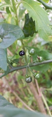 Solanum americanum