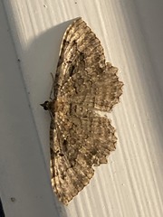 Rheumaptera meadii