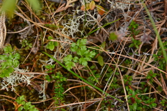 Coptis aspleniifolia