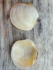 Phacoides pectinatus