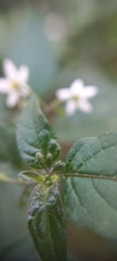 Solanum americanum