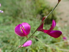 Corethrodendron multijugum