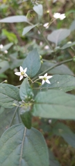 Solanum americanum