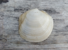 Phacoides pectinatus