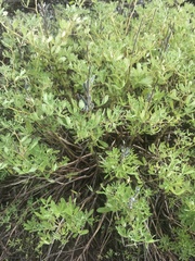 Lupinus nootkatensis