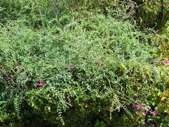 Corethrodendron multijugum