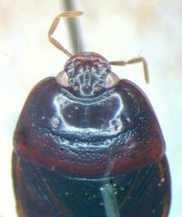Cydnidae